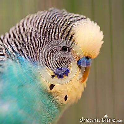 Portrait of wavy parrot close-up. Macro. Stock Photo