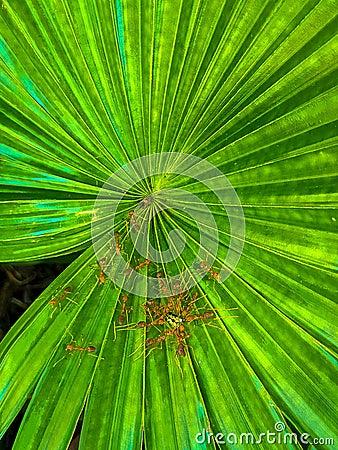 Portrait of weaver ants swarm a circumdata cassida tortoise beetle on a sadeng leaf Stock Photo