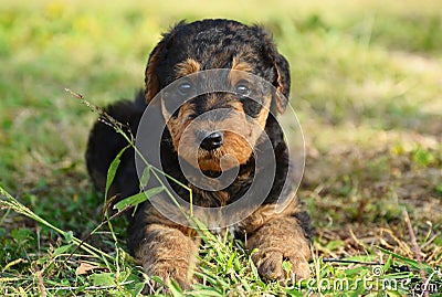 Portrait 6 Week Old Airedale Terrier Puppy Dog Stock ...