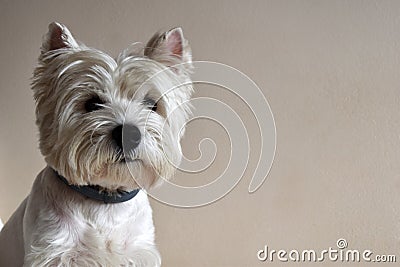 Portrait of a Westie, West Highland White Terrier Puppy. Stock Photo