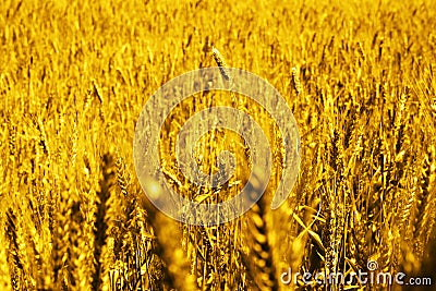 Portrait of wheat fields for baisakhi festival in punjabi culture Stock Photo