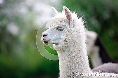 Portrait of a white Alpaca Stock Photo