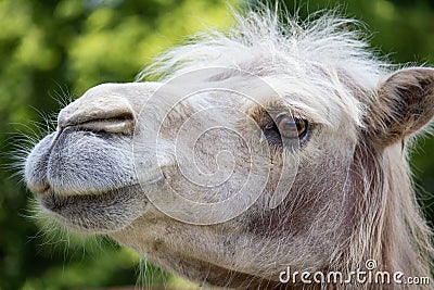 Portrait of white Bactrian camel with blured background Stock Photo