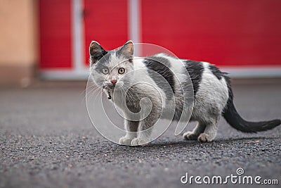 Portrait of a white and black kitten with a bell exploring its surroundings. Cute pet with a youthful, imprudent expression. Stock Photo