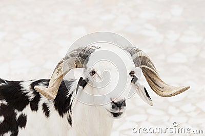 Portrait of a white and black Sahelian ram (African male sheep) standing in a backyard, photo Stock Photo