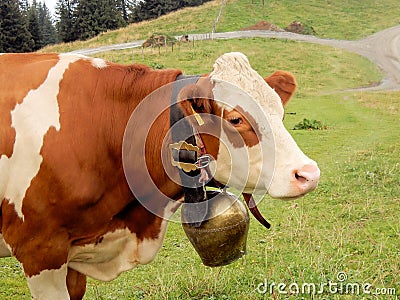 Portrait white brown cow head with large cowbell Austrian Tyrolean Alps Stock Photo