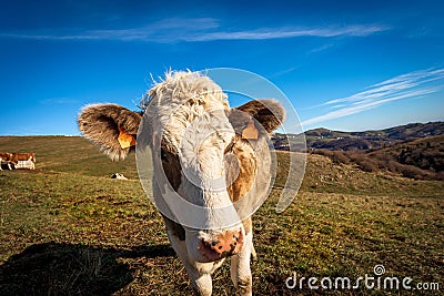 Curious Dairy Cow Looking at Camera on Lessinia Plateau Italy Stock Photo