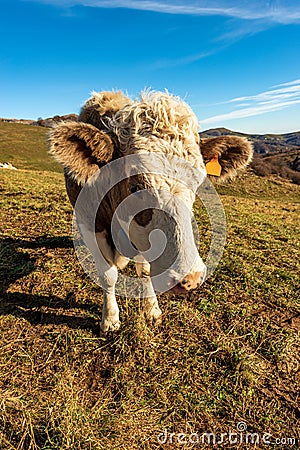 Curious Dairy Cow Looking at Camera - Lessinia Plateau Italy Stock Photo