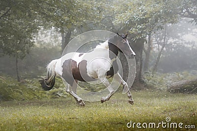 Beautiful paint horse galloping in a forest in a foggy morning Stock Photo