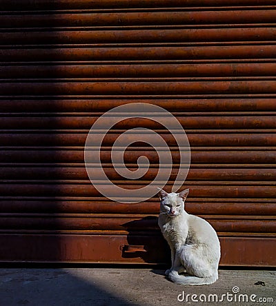 portrait of white cat and brown iron shutter as a background Stock Photo