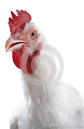 The portrait of a white chicken Stock Photo