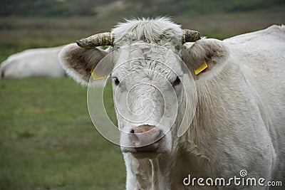 Portrait of a white cow Charolais Stock Photo