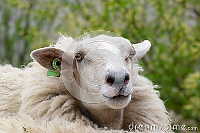 Portrait of a white domestic sheep (Ovis aries) in the meadow Editorial Stock Photo
