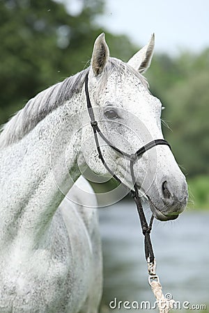 Portrait of white English Thoroughbred horse in front of river Stock Photo