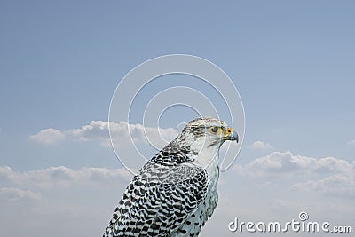 Portrait of a white falcon or gyrfalcon, bird of prey before blue sky Stock Photo