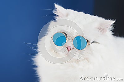 Portrait of white fluffy cat in fashion sunglasses. Studio photo. Luxurious domestic kitty in glasses poses on blue Stock Photo