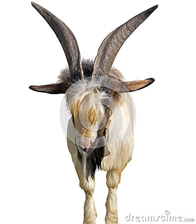 Portrait of white goat Stock Photo