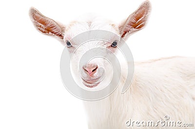 Portrait of a white goat Stock Photo