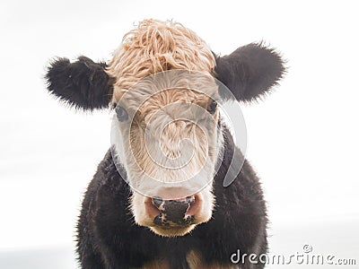 Cattle beast close-up Stock Photo