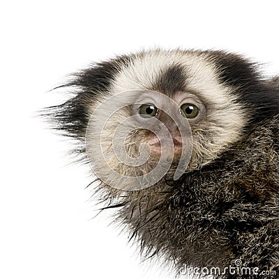 Portrait of White-headed Marmoset Stock Photo