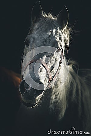 Portrait Of White Horse Dark Dramatic Style Image Stock Photo