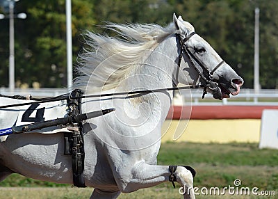 Portrait of a white horse trotter breed in motion on hippodrome. Stock Photo