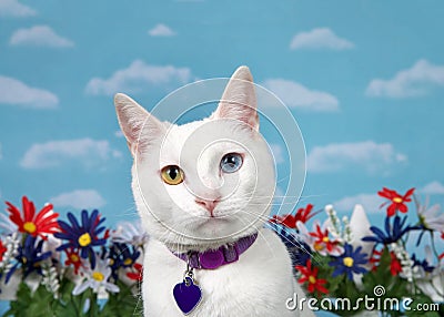 Portrait of a white kitten with heterochromia in backyard garden Stock Photo
