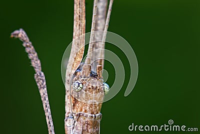 Portrait of White-kneed Stick Insect - Acacus sarawacus Stock Photo