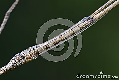 Portrait of White-kneed Stick Insect - Acacus sarawacus Stock Photo