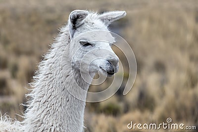 portrait of white lama Stock Photo