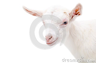 Portrait of a white little goat Stock Photo