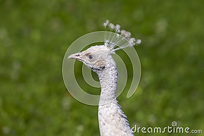 Portrait of a white peacock head. The photo has a green forest background Stock Photo