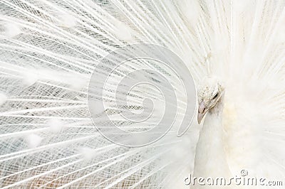 Portrait of a white peacock, with open feathers, performing the bridal dance Stock Photo