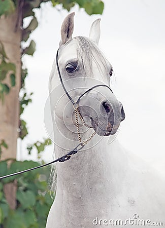 Portrait of white purebred arab Stock Photo