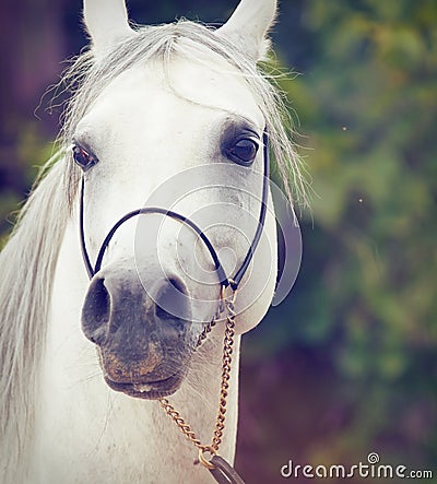 Portrait of white purebred arab. Stock Photo