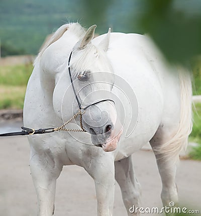 Portrait of white purebred arabian stallion Stock Photo