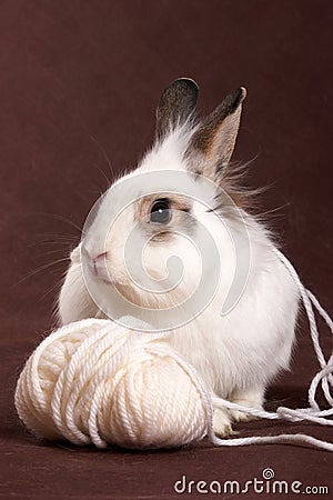 Portrait of a white rabbit and a ball of wool Stock Photo