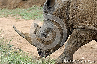 Portrait, White Rhinoceros Stock Photo