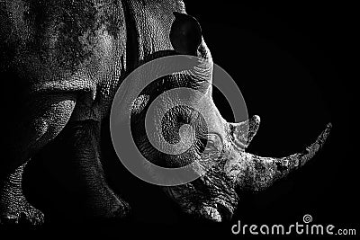 Portrait of a White rhinoceros in Monochrome Stock Photo