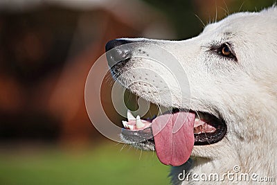 Portrait Of a white Swiss shepherd with a tongue Stock Photo