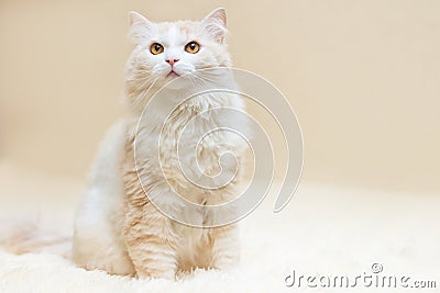 Portrait of a white turkish angora cat Stock Photo