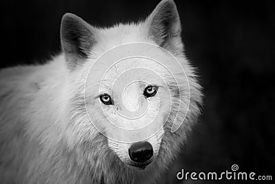 Portrait of white wolf in the forest Stock Photo