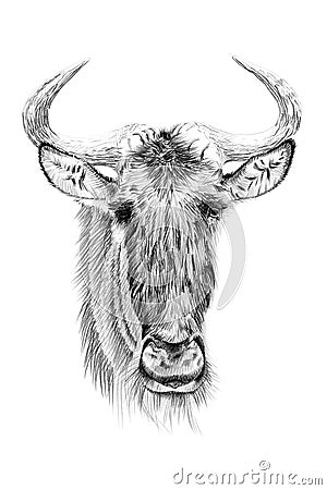 Portrait of widebeest drawn by hand in pencil Stock Photo