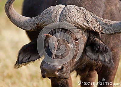 Portrait of a wild african buffalo Stock Photo