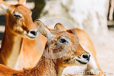 Portrait Of Wild Antelope Stock Photo