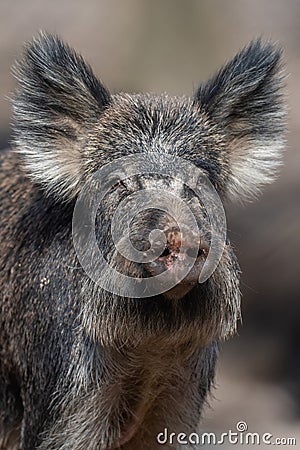 Portrait wild boar in forest Stock Photo