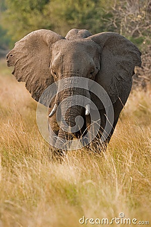 Portrait of a wild elephant in southern Africa. Stock Photo