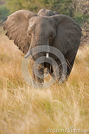 Portrait of a wild elephant in southern Africa. Stock Photo