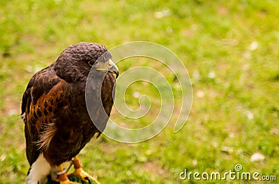 Portrait wild falcon bird watching a traditional animal hunter on a green background Stock Photo