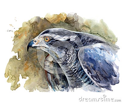 Portrait of a wild falcon Cartoon Illustration